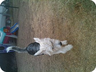 Otterhound Dog for Sale in NA, Oklahoma - Luke Otterhound Dog for Sale in NA, Oklahoma - Luke