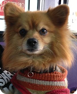 Pomeranian Dog for Sale in Thousand Oaks, California - Simba Pomeranian Dog for Sale in Thousand Oaks, California - Simba