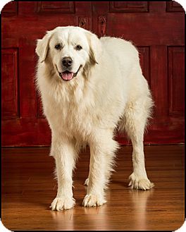 Great Pyrenees Dog for Sale in Owensboro, Kentucky - Buddy Great Pyrenees Dog for Sale in Owensboro, Kentucky - Buddy