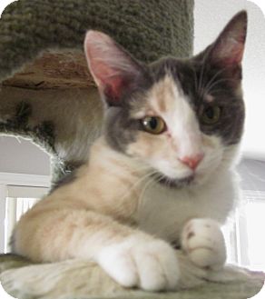 Calico Kitten for Sale in Winchester, California - Sassy Girl Calico Kitten for Sale in Winchester, California - Sassy Girl