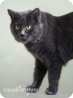 Russian Blue Cat for Sale in Phoenix, Arizona - Keira Russian Blue Cat for Sale in Phoenix, Arizona - Keira