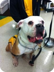 American Bulldog Dog for Sale in Youngstown, Ohio - Georgia ~ Adoption Pending American Bulldog Dog for Sale in Youngstown, Ohio - Georgia ~ Adoption Pending