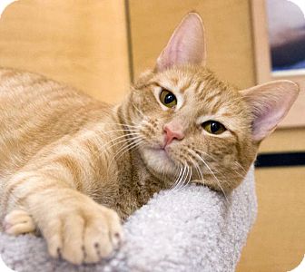 Domestic Shorthair Cat for Sale in Irvine, California - Megan Domestic Shorthair Cat for Sale in Irvine, California - Megan