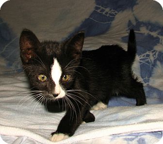 Domestic Shorthair Kitten for Sale in Oxford, New York - Frisco Domestic Shorthair Kitten for Sale in Oxford, New York - Frisco