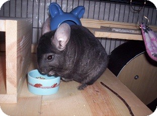 Chinchilla for Sale in La Porte, Texas - Jezabelle Chinchilla for Sale in La Porte, Texas - Jezabelle