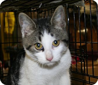 American Shorthair Cat for Sale in Foster, Rhode Island - Elfie American Shorthair Cat for Sale in Foster, Rhode Island - Elfie
