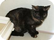 Domestic Shorthair Cat for Sale in West Dundee, Illinois - Allie Domestic Shorthair Cat for Sale in West Dundee, Illinois - Allie