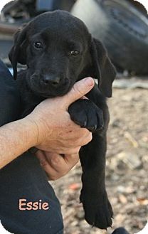 Newfoundland/Basset Hound Mix Puppy for Sale in Danbury, Connecticut - Essie ADOPTION PENDING Newfoundland/Basset Hound Mix Puppy for Sale in Danbury, Connecticut - Essie ADOPTION PENDING