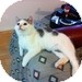 Domestic Mediumhair Kitten for Sale in Vancouver, British Columbia - Helen Domestic Mediumhair Kitten for Sale in Vancouver, British Columbia - Helen