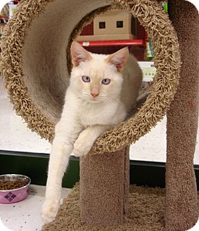 Siamese Cat for Sale in Fountain Hills, Arizona - SPOOKIE Siamese Cat for Sale in Fountain Hills, Arizona - SPOOKIE