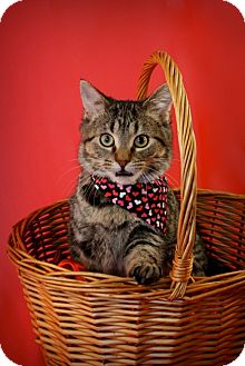 Domestic Shorthair Kitten for Sale in Green Bay, Wisconsin - Kesha Domestic Shorthair Kitten for Sale in Green Bay, Wisconsin - Kesha