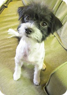 Terrier (Unknown Type, Small) Mix Dog for Sale in Scottsdale, Arizona - Tuffy Terrier (Unknown Type, Small) Mix Dog for Sale in Scottsdale, Arizona - Tuffy