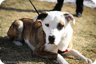 St. Bernard Mix Puppy for Sale in Broomfield, Colorado - Darby St. Bernard Mix Puppy for Sale in Broomfield, Colorado - Darby