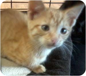 Domestic Shorthair Kitten for Sale in Jacksonville, Florida - Riley Domestic Shorthair Kitten for Sale in Jacksonville, Florida - Riley