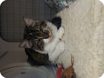 Domestic Shorthair Kitten for Sale in Mesa, Arizona - Zazzles Domestic Shorthair Kitten for Sale in Mesa, Arizona - Zazzles