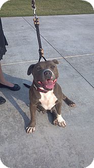 American Pit Bull Terrier Mix Dog for Sale in Tulsa, Oklahoma - Tessa American Pit Bull Terrier Mix Dog for Sale in Tulsa, Oklahoma - Tessa