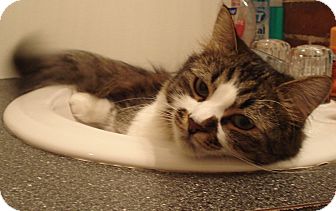 Maine Coon Cat for Sale in Salem, New Hampshire - Gina Maine Coon Cat for Sale in Salem, New Hampshire - Gina