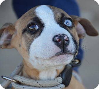 Terrier (Unknown Type, Medium)/Boxer Mix Puppy for Sale in Glastonbury, Connecticut - Carmen~adopted! Terrier (Unknown Type, Medium)/Boxer Mix Puppy for Sale in Glastonbury, Connecticut - Carmen~adopted!
