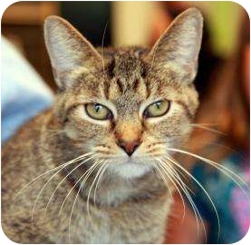 Domestic Shorthair Cat for Sale in Kettering, Ohio - Mommy Kitty Pressen Domestic Shorthair Cat for Sale in Kettering, Ohio - Mommy Kitty Pressen