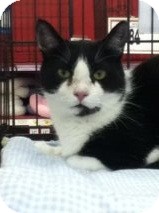 Domestic Shorthair Cat for Sale in Riverside, Rhode Island - Winston Domestic Shorthair Cat for Sale in Riverside, Rhode Island - Winston