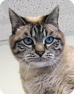 Siamese Cat for Sale in Colorado Springs, Colorado - Smitty Siamese Cat for Sale in Colorado Springs, Colorado - Smitty
