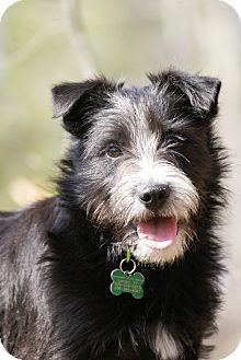 Terrier (Unknown Type, Small) Mix Puppy for Sale in London, Kentucky - Oliver Terrier (Unknown Type, Small) Mix Puppy for Sale in London, Kentucky - Oliver