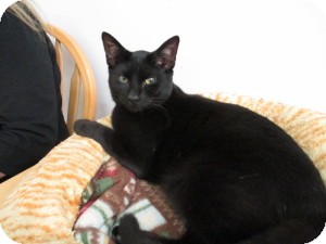 Domestic Shorthair Cat for Sale in Oceanside, New York - Pepper Domestic Shorthair Cat for Sale in Oceanside, New York - Pepper