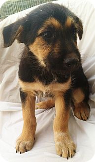 Bernese Mountain Dog/Irish Wolfhound Mix Puppy for Sale in Thousand Oaks, California - Emmett Bernese Mountain Dog/Irish Wolfhound Mix Puppy for Sale in Thousand Oaks, California - Emmett