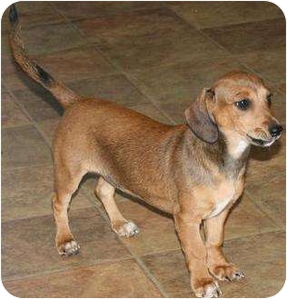 Dachshund/Chihuahua Mix Puppy for Sale in House Springs, Missouri - Kindi Dachshund/Chihuahua Mix Puppy for Sale in House Springs, Missouri - Kindi