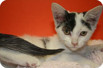 Domestic Shorthair Kitten for Sale in SILVER SPRING, Maryland - TRUDY Domestic Shorthair Kitten for Sale in SILVER SPRING, Maryland - TRUDY