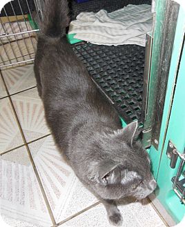 Russian Blue Cat for Sale in Laguna Woods, California - Grey Bear Russian Blue Cat for Sale in Laguna Woods, California - Grey Bear