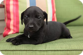 Jack Russell Terrier/Labrador Retriever Mix Puppy for Sale in st louis, Missouri - Earl Jack Russell Terrier/Labrador Retriever Mix Puppy for Sale in st louis, Missouri - Earl