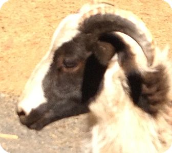 Sheep for Sale in Bangor, California - Hercules Sheep for Sale in Bangor, California - Hercules