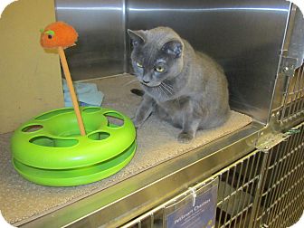Domestic Shorthair Cat for Sale in Warminster, Pennsylvania - Ci Ci Domestic Shorthair Cat for Sale in Warminster, Pennsylvania - Ci Ci