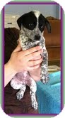 Australian Cattle Dog/Beagle Mix Puppy for Sale in Windham, New Hampshire - Wendy Australian Cattle Dog/Beagle Mix Puppy for Sale in Windham, New Hampshire - Wendy