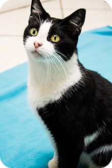 Domestic Shorthair Cat for Sale in Chicago, Illinois - Chilly Willy Domestic Shorthair Cat for Sale in Chicago, Illinois - Chilly Willy