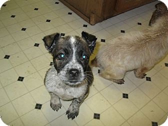Blue Heeler Mix Puppy for Sale in Pelham, New York - Skyler Blue Heeler Mix Puppy for Sale in Pelham, New York - Skyler