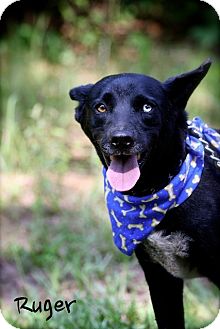 Australian Cattle Dog/Cattle Dog Mix Dog for Sale in Wilmington, Delaware - Ruger Australian Cattle Dog/Cattle Dog Mix Dog for Sale in Wilmington, Delaware - Ruger