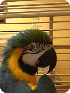 Macaw for Sale in Punta Gorda, Florida - Bogie Macaw for Sale in Punta Gorda, Florida - Bogie