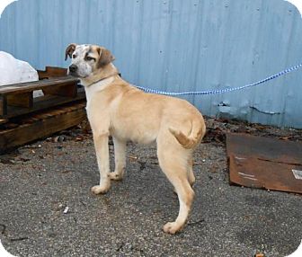 Labrador Retriever Mix Puppy for Sale in Danbury, Connecticut - Liesel Labrador Retriever Mix Puppy for Sale in Danbury, Connecticut - Liesel