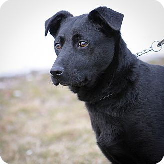 Labrador Retriever Mix Puppy for Sale in Mt. Prospect, Illinois - Valentino Labrador Retriever Mix Puppy for Sale in Mt. Prospect, Illinois - Valentino