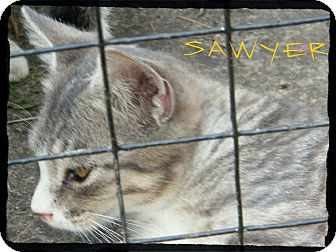 Domestic Shorthair Kitten for Sale in Anywhere, Connecticut - Sawyer Domestic Shorthair Kitten for Sale in Anywhere, Connecticut - Sawyer