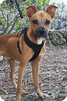 Shepherd (Unknown Type)/Boxer Mix Dog for Sale in North Palm Beach, Florida - Odie Shepherd (Unknown Type)/Boxer Mix Dog for Sale in North Palm Beach, Florida - Odie