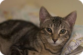Domestic Shorthair Kitten for Sale in New York, New York - Denny Domestic Shorthair Kitten for Sale in New York, New York - Denny