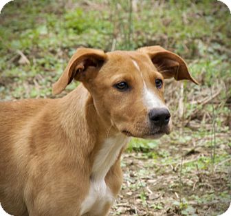 Labrador Retriever Mix Puppy for Sale in Huntsville, Alabama - Charity Labrador Retriever Mix Puppy for Sale in Huntsville, Alabama - Charity