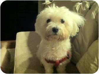 Maltese/Poodle (Miniature) Mix Dog for Sale in New York, New York - Brandon Maltese/Poodle (Miniature) Mix Dog for Sale in New York, New York - Brandon