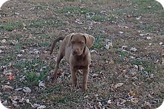 Labrador Retriever Mix Puppy for Sale in Bedford, Virginia - Paisley Labrador Retriever Mix Puppy for Sale in Bedford, Virginia - Paisley