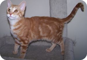Domestic Shorthair Kitten for Sale in Colorado Springs, Colorado - K-Sophie2-Poughkeepsie Domestic Shorthair Kitten for Sale in Colorado Springs, Colorado - K-Sophie2-Poughkeepsie