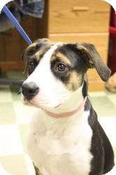 Beagle/Boxer Mix Dog for Sale in Dover, Ohio - Libby Beagle/Boxer Mix Dog for Sale in Dover, Ohio - Libby