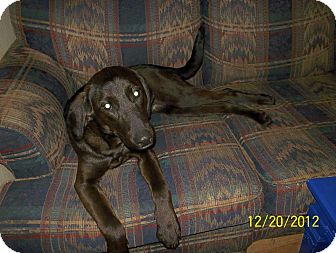 Labrador Retriever/Hound (Unknown Type) Mix Dog for Sale in Stephens City, Virginia - Sadie Labrador Retriever/Hound (Unknown Type) Mix Dog for Sale in Stephens City, Virginia - Sadie